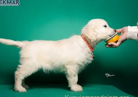 Zlatni retriver štenci - 3/7