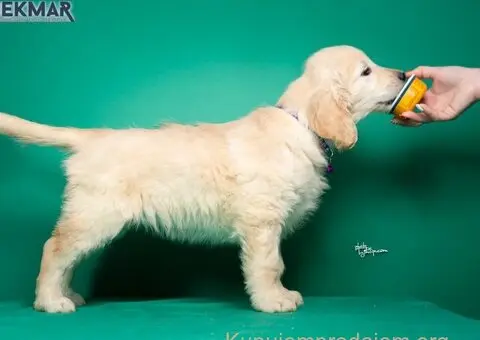 Zlatni retriver štenci - 4/7