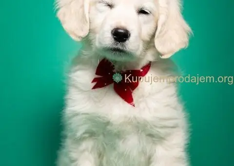 Zlatni retriver štenci - 5/7