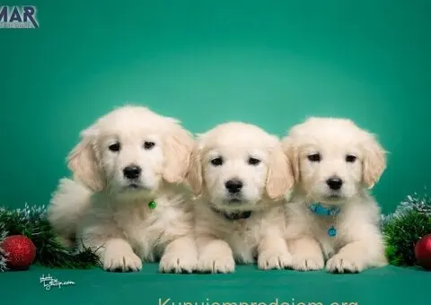 Zlatni retriver štenci - 6/7