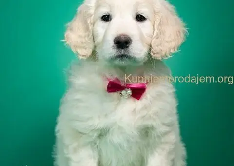 Zlatni retriver štenci - 7/7