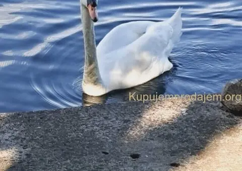 Izdaje se apartman-vikendica Ivanka,Srebrno jezero - 12/13