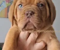 Bordoška Doga prelepi štenci