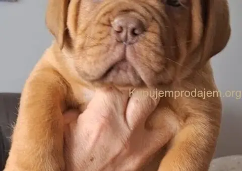 Bordoška Doga prelepi štenci - 2/5