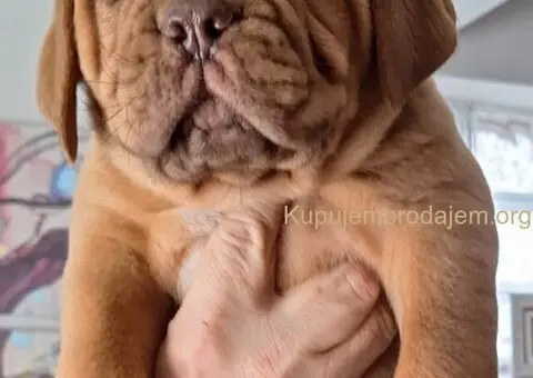 Bordoška Doga prelepi štenci - 3/5