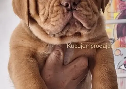 Bordoška Doga prelepi štenci - 4/5