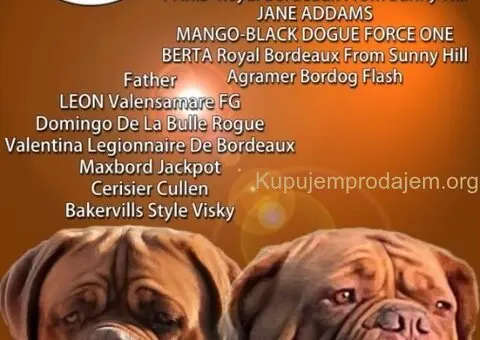 Bordoška Doga prelepi štenci - 5/5