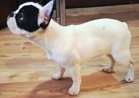 Francuski Buldog PRELEPO štene
