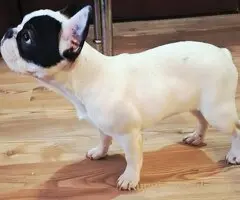 Francuski Buldog PRELEPO štene