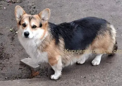 Velški Korgi Pembrok - 1/5