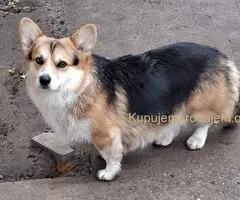 Velški Korgi Pembrok