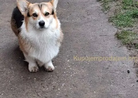 Velški Korgi Pembrok - 2/5