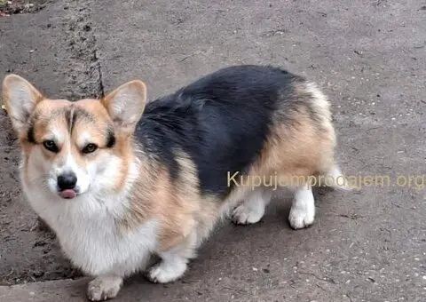 Velški Korgi Pembrok - 3/5