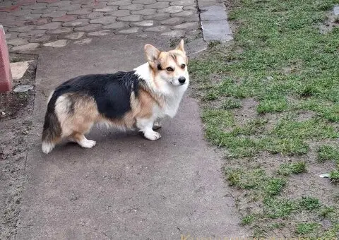 Velški Korgi Pembrok - 4/5