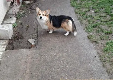 Velški Korgi Pembrok - 5/5