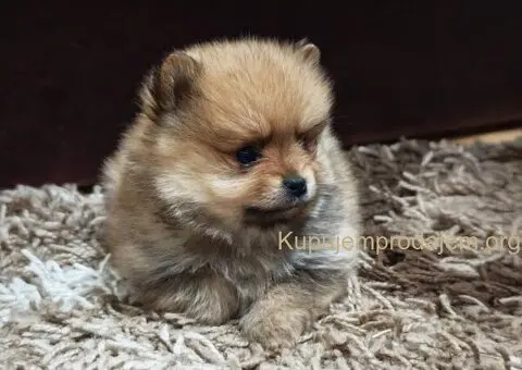 Štenci pomeranskog špica prelepog krzna - 1/10