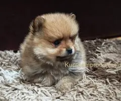 Štenci pomeranskog špica prelepog krzna