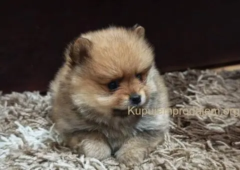 Štenci pomeranskog špica prelepog krzna - 2/10