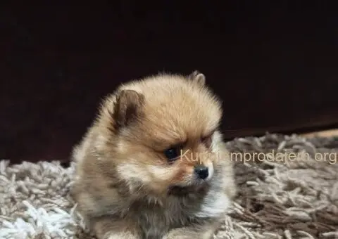 Štenci pomeranskog špica prelepog krzna - 3/10