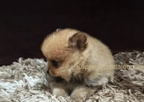 Štenci pomeranskog špica prelepog krzna - 4/10