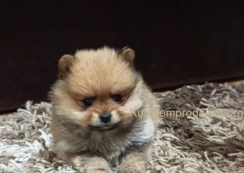 Štenci pomeranskog špica prelepog krzna - 5/10