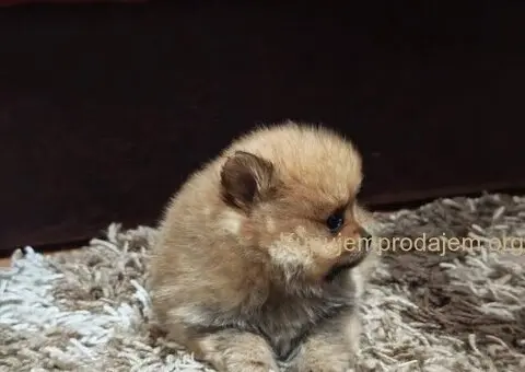 Štenci pomeranskog špica prelepog krzna - 6/10