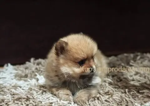 Štenci pomeranskog špica prelepog krzna - 7/10