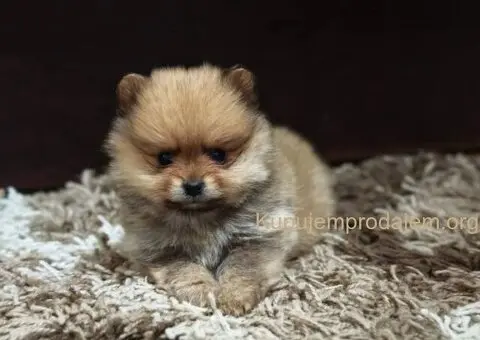 Štenci pomeranskog špica prelepog krzna - 8/10