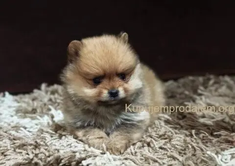 Štenci pomeranskog špica prelepog krzna - 9/10