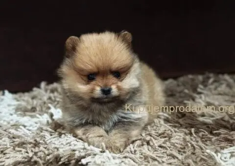 Štenci pomeranskog špica prelepog krzna - 10/10