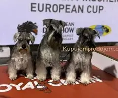 Patuljasti ŠNAUCERI biber so