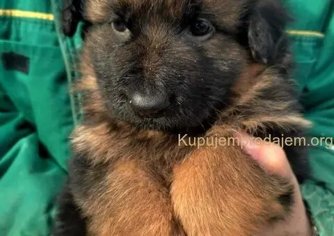 Nemački ovčar štenac - 1/3
