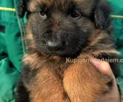Nemački ovčar štenac