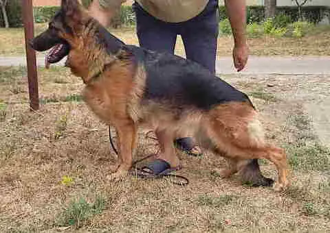 Nemački ovčar štenac - 3/3