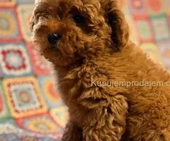 Toy Patuljasta Pudla