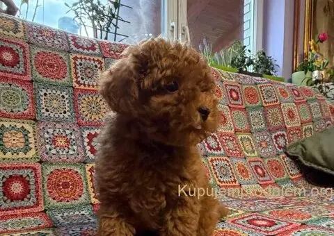 Toy Patuljasta Pudla - 3/11