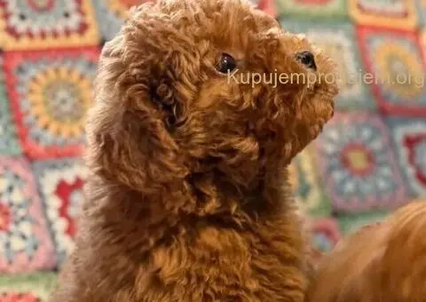 Toy Patuljasta Pudla - 4/11