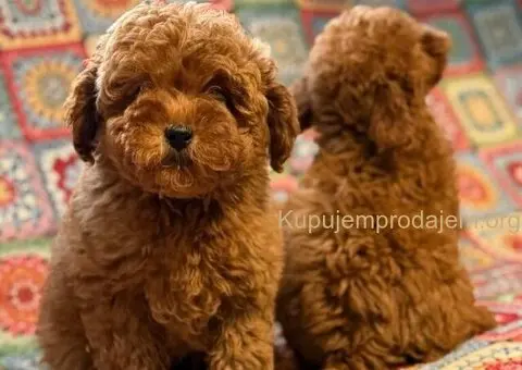 Toy Patuljasta Pudla - 5/11