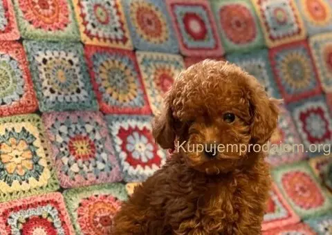 Toy Patuljasta Pudla - 6/11