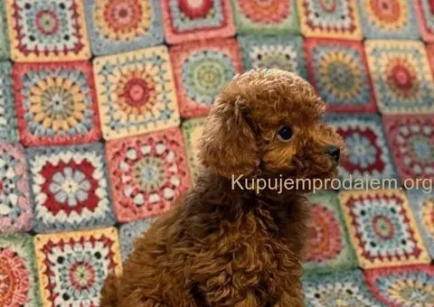 Toy Patuljasta Pudla - 7/11