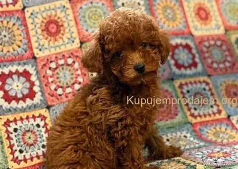 Toy Patuljasta Pudla - 8/11