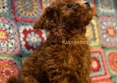 Toy Patuljasta Pudla - 9/11