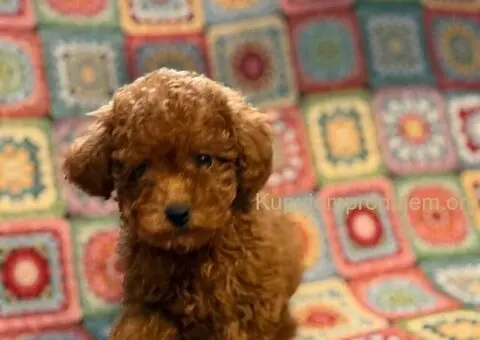 Toy Patuljasta Pudla - 10/11