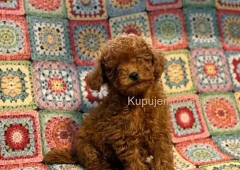 Toy Patuljasta Pudla - 11/11