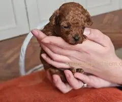 Najmanje pudle, od najlepsih roditelja u Evropi