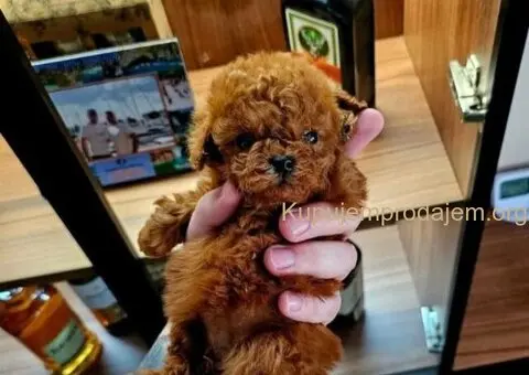 Najmanje pudle, od najlepsih roditelja u Evropi - 2/9