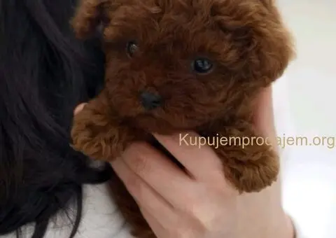 Najmanje pudle, od najlepsih roditelja u Evropi - 3/9