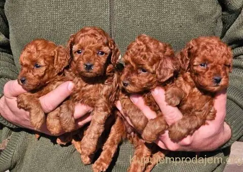 Najmanje pudle, od najlepsih roditelja u Evropi - 4/9