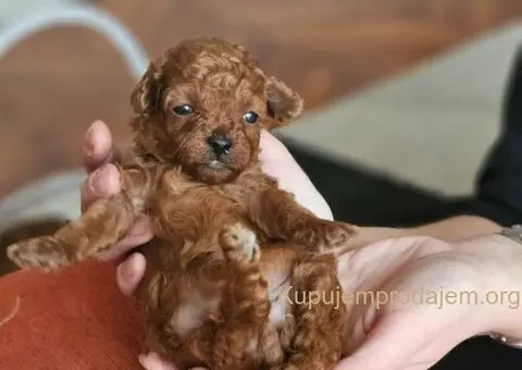 Najmanje pudle, od najlepsih roditelja u Evropi - 6/9