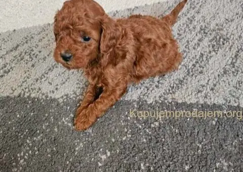 Najmanje pudle, od najlepsih roditelja u Evropi - 7/9